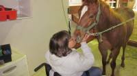 C'est un excellent bridage faut juste savoir pour le HYPP.  C'est des chevaux &agrave; bonne t&ecirc;te (ils ont un cerveau qu'ils utilisent contrairement a...