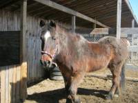 mon vieux cheval a le dos creux lui aussie mais sa ma jamais empecher de le monter,c sur qui qu'il ne fait pas de gros travaille mais ca ne...