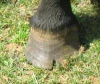 ca d&eacute;pend de ce que tu appelles une seime. Certains chevaux ont de l&eacute;g&egrave;res marques sur le sabot qui sont tr&egrave;s supperficielles. Il ne faut pas s'en...