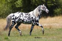 Cheval numéro 1
de qu'elle race est-il (FACILE)
( veuillez attendre que les dix choix sois écrit avant de répondre)