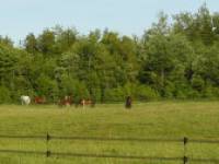 Bonjour Parlinejtm

Le centre &eacute;questre St-Janvier est situ&eacute; &agrave; St-Janvier de Mirabel, aux limites de Blainville, &agrave; 10 minutes du Parc &Eacute;questre de...