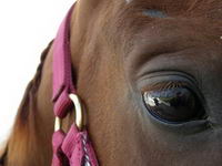 Moi Chatline quand je l'atache apr&egrave;s le trailler, ou quand elle est en show mais au repos c'est licou mauve, couverte mauve et lesse tress&eacute; mauve et...