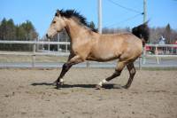 La propri&eacute;taire de l'&eacute;curie en a un:

Duo MagicDream Dunit, un QH.
La photo vient d'elle.