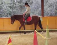 ahh oui mais sur la photo il voulais manger les feuilles lol, sinon il est toujours t&ecirc;te en bas ( pas encapuchonner non plus ), ces pas le gore a se...