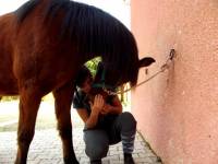 D'accord, merci pour ces information suppl&eacute;mentaire, oui c'est un double poney, enfin mon moniteur me la toujours dit ^ 
Sacr&eacute; poney
