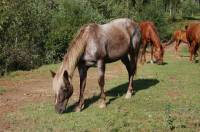 Elle s'appelle Sibelle et c'est la maman de mon ancien cheval.