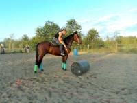 @Mariejas = 2300-2600 $



Nom: Rockstar
age:8ans
Race: Thoroughbred x canadien

Rockstar est un hongre qui a fait du dressage,du saut et...