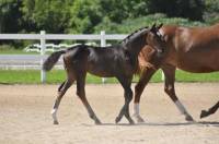 Int&eacute;ressant ce post    

Nom du cheval: Loulou
Age: Weanling
Race: Enregistr&eacute;e Oldenburg Verband
Info: Pouliche enregistr&eacute;e Oldenburg Verband,...