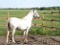 Je n'es eu aucune r&eacute;ponse donc je reposte aussi    



Nom du cheval: Nikita (son vrai nom est Nakita)
 
Age: 8 ans
 
Race: Appaloosa mais...