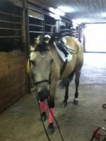 nom du cheval: Avalanche ( bibi )
age: 9
race: quater horse
info: elle va tres bien en randonner seul ou en groupe elle adore aller dans les rues...
