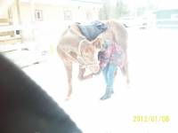 je le reposte parce que jai oublier quelque affaire... 
nom=mousseline
 couleur= alezane rouanner 
age=13 ans
 race=quarter horse
 nom...