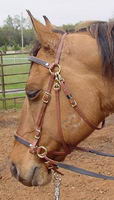 Vous connaissez la freedom bridle?