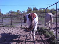ques que vous faite avec  vau chevaux en hiver??