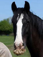Insolite: Un cheval moustachu!