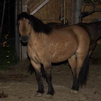 mon nouveau cheval, quelle race?
