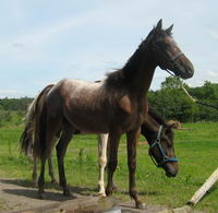 3ieme race de mon poulain..?