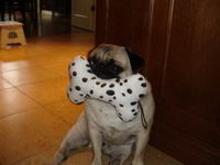 Quel race de chien??