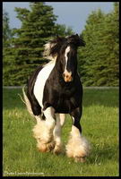 Besoin d'AIDE ! Irish cob !
