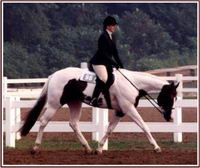 Hunter Under Saddle