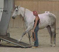 l' &eacute;quitation comportementale .