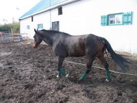cheval maigre ....