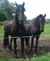 Frison - un cheval pour commençer ? help me
