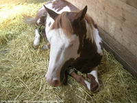 AStROlogie de votre cheval