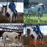 vous préférez quelle race entre le Q.H,paint et l'appaloosa?