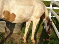 qui a un cheval qui ressemble un peu a une vache