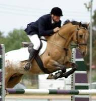 Appaloosa X Warmblood