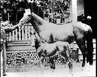 Allez voir la descendance de vos chevaux sur un site!