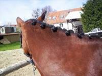 Comment natter son cheval?