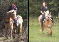 Couleur d'équipement west' pour jument haflinger.