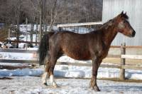 Comment fixer le prix que vaut un cheval ?