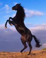 Faire Cabre son cheval ..