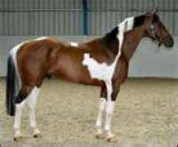 bonbons essayer pour les chevaux