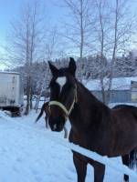 Qui va nager avec son cheval?