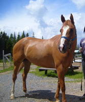 trucs pour cheval qui &agrave; le rot !?