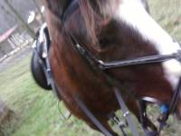 CSO / Collier de chasse