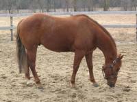 Au champ mon cheval me fuit. Pourquoi?