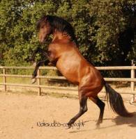 Et les baie ? Proprio de cheval baie !