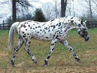 Knabstrup ? Appaloosa ?