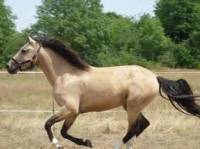 Premier cheval : poulain - jument ... ?