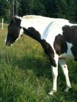Tennessee Walking Horse?