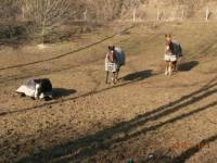 Poneys shetland chez soi