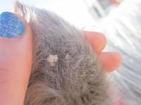 Champignons sur les oreilles !?
