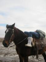 De quelle race est mon cheval d’après vous