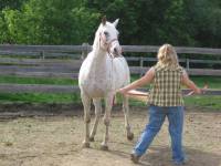 Recherche ancienne jument appaloosa léopard