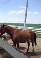 mon poney est quelle race?