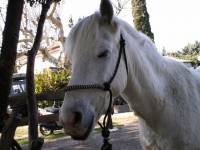 Poney Français de selle ?